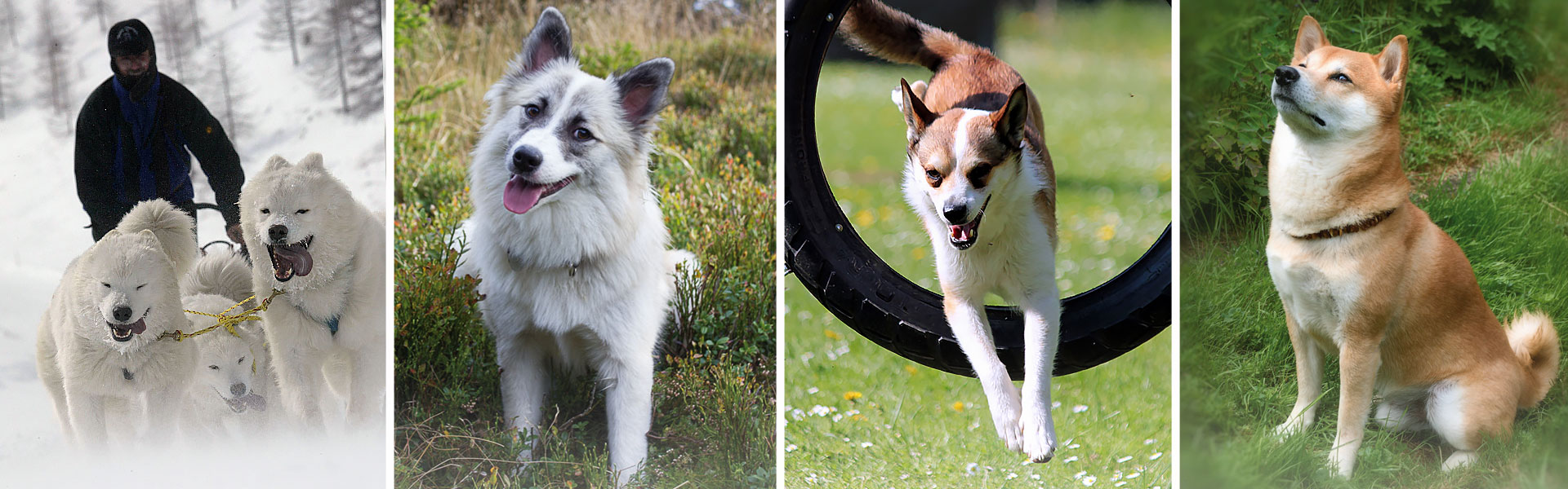 Schlittenhunde - Hütehunde - Jagdhunde - Asiaten - Urtyp